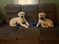 Tootsie, a female Soft Coated Wheaten Terrier for sale in Peterborough, NH – 8 of 9