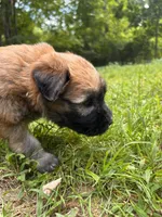 Tootsie, a female Soft Coated Wheaten Terrier for sale in Peterborough, NH – 2 of 5