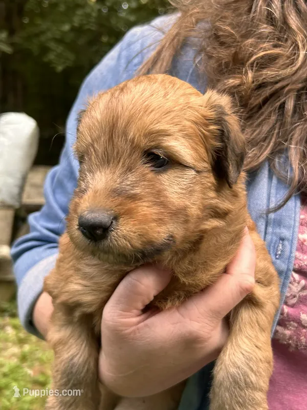 Cheez-It – Soft Coated Wheaten Terrier puppy for sale in Peterborough, NH