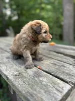 Jelly Bean, a female Soft Coated Wheaten Terrier for sale in Peterborough, NH – 4 of 10