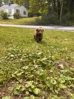 Jelly Bean, a female Soft Coated Wheaten Terrier for sale in Peterborough, NH – 6 of 10