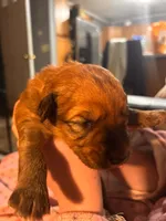 Pink Girl, a female Soft Coated Wheaten Terrier for sale in Peterborough, NH – 1 of 2