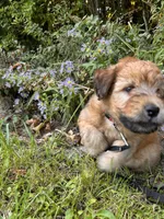 Skittles, a male Soft Coated Wheaten Terrier for sale in Peterborough, NH – 3 of 10