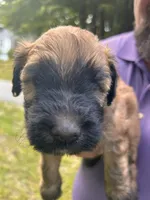 Pringle AKA Chip, a male Soft Coated Wheaten Terrier for sale in Peterborough, NH – 3 of 5