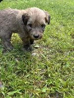 Jelly Bean, a female Soft Coated Wheaten Terrier for sale in Peterborough, NH – 7 of 10
