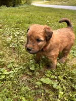 Skittles, a male Soft Coated Wheaten Terrier for sale in Peterborough, NH – 7 of 10