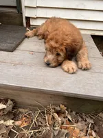 Skittles, a male Soft Coated Wheaten Terrier for sale in Peterborough, NH – 10 of 10