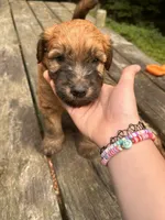 Dorito, a male Soft Coated Wheaten Terrier for sale in Peterborough, NH – 4 of 4