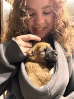 Dorito AKA Dinodaur, a male Soft Coated Wheaten Terrier for sale in Peterborough, NH – 7 of 7