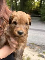 Jelly Bean, a female Soft Coated Wheaten Terrier for sale in Peterborough, NH – 10 of 10