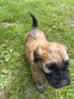 Pringle AKA Chip, a male Soft Coated Wheaten Terrier for sale in Peterborough, NH – 4 of 5