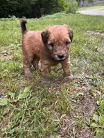 Skittles, a male Soft Coated Wheaten Terrier for sale in Peterborough, NH – 5 of 10