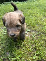 Jelly Bean, a female Soft Coated Wheaten Terrier for sale in Peterborough, NH – 5 of 10