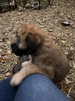 Tootsie, a female Soft Coated Wheaten Terrier for sale in Peterborough, NH – 5 of 9