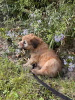 Skittles, a male Soft Coated Wheaten Terrier for sale in Peterborough, NH – 2 of 10