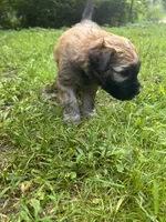 Pringle AKA Chip, a male Soft Coated Wheaten Terrier for sale in Peterborough, NH – 5 of 5