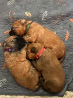 Pink Girl, a female Soft Coated Wheaten Terrier for sale in Peterborough, NH – 2 of 2