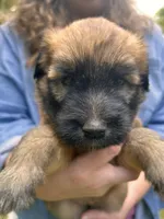 Tootsie, a female Soft Coated Wheaten Terrier for sale in Peterborough, NH – 1 of 5
