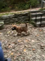 Tootsie, a female Soft Coated Wheaten Terrier for sale in Peterborough, NH – 4 of 9