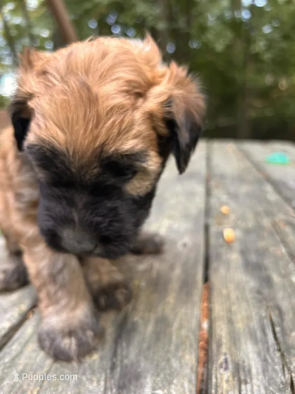 Pringle AKA Chip – Soft Coated Wheaten Terrier puppy for sale in Peterborough, NH