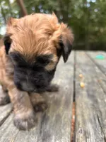 Pringle AKA Chip, a male Soft Coated Wheaten Terrier for sale in Peterborough, NH – 1 of 5