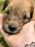 Skittles, a male Soft Coated Wheaten Terrier for sale in Peterborough, NH – 8 of 10