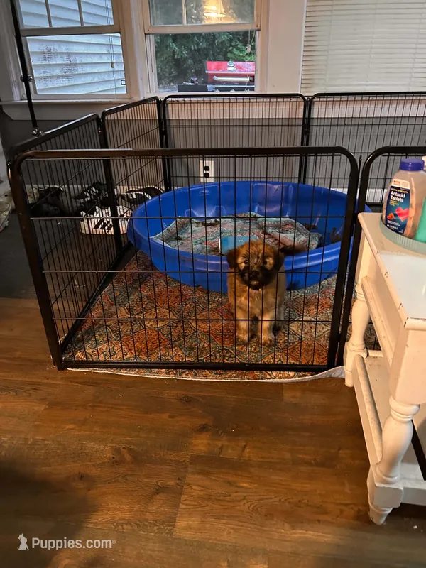 Tootsie – Soft Coated Wheaten Terrier puppy for sale in Peterborough, NH