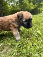 Tootsie, a female Soft Coated Wheaten Terrier for sale in Peterborough, NH – 5 of 5