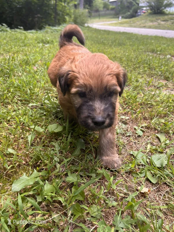 Dorito – Soft Coated Wheaten Terrier puppy for sale in Peterborough, NH