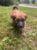Dorito, a male Soft Coated Wheaten Terrier for sale in Peterborough, NH – 3 of 4
