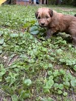 Jelly Bean, a female Soft Coated Wheaten Terrier for sale in Peterborough, NH – 9 of 10