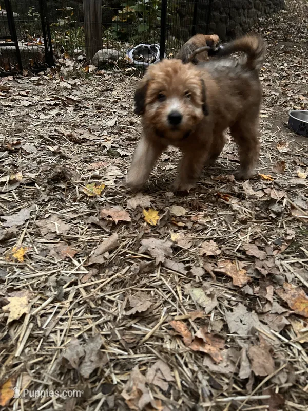 Jelly Bean – Soft Coated Wheaten Terrier puppy for sale in Peterborough, NH