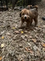 Jelly Bean, a female Soft Coated Wheaten Terrier for sale in Peterborough, NH – 1 of 6