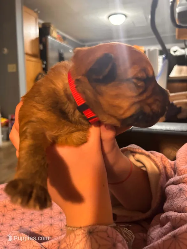 Red Boy – Soft Coated Wheaten Terrier puppy for sale in Peterborough, NH