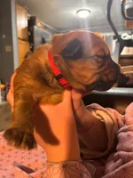 Red Boy, a male Soft Coated Wheaten Terrier for sale in Peterborough, NH – 1 of 2