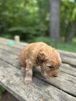 Cheez-It, a male Soft Coated Wheaten Terrier for sale in Peterborough, NH – 2 of 5
