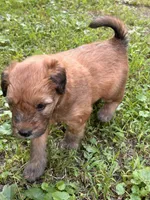 Skittles, a male Soft Coated Wheaten Terrier for sale in Peterborough, NH – 9 of 10