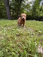 Cheez-It, a male Soft Coated Wheaten Terrier for sale in Peterborough, NH – 5 of 5