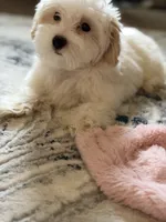 Dylan, a male Maltipoo for sale in St. Louis, MO – 5 of 7