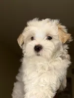 Dylan, a male Maltipoo for sale in St. Louis, MO – 3 of 10