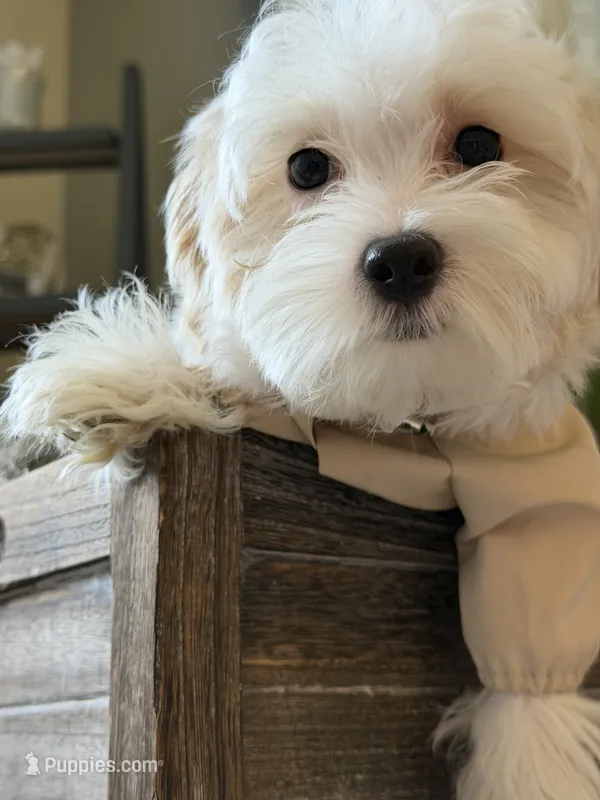 Dylan – Maltipoo puppy for sale in St. Louis, MO