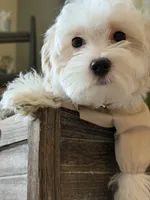Dylan, a male Maltipoo for sale in St. Louis, MO – 2 of 7
