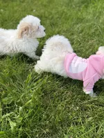 Demi, a female Maltipoo for sale in St. Louis, MO – 3 of 10