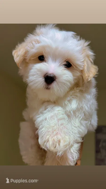 Dylan – Maltipoo puppy for sale in St. Louis, MO