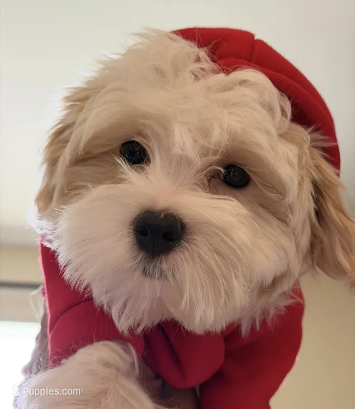 Dylan – Maltipoo puppy for sale in St. Louis, MO