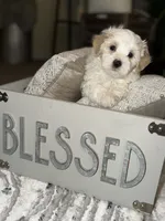 Dylan, a male Maltipoo for sale in St. Louis, MO – 7 of 10