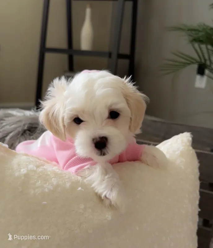 Demi – Maltipoo puppy for sale in St. Louis, MO