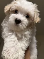 Dylan, a male Maltipoo for sale in St. Louis, MO – 8 of 10