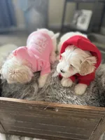 Demi, a female Maltipoo for sale in St. Louis, MO – 5 of 10
