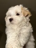 Dylan, a male Maltipoo for sale in St. Louis, MO – 2 of 10